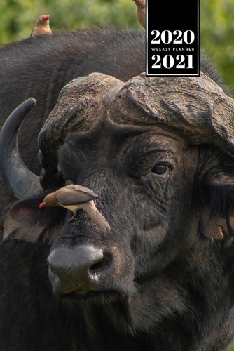 Buffalo Bison Yak Gaur Week Planner Weekly Organizer Calendar 2020 / 2021 - Bird sitting on Nose