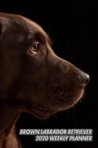 Brown Labrador Retriever 2020 Weekly Planner