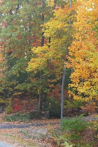 2019 Weekly Planner Rural Road Rustic Fall Colors 134 Pages