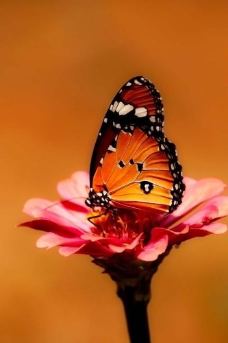 My Beautiful Life Notebook