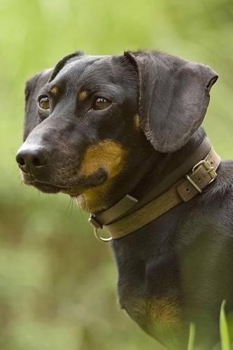 The Dachshund Dog Journal