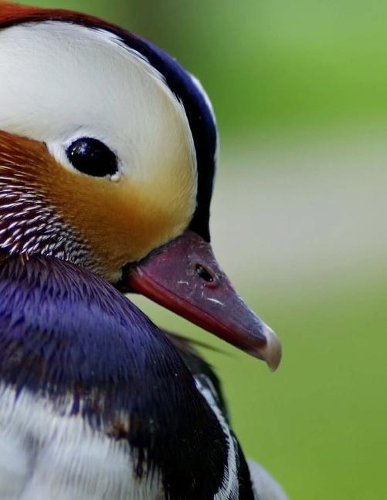 Mandarin Duck