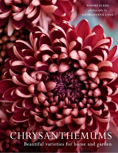 Chrysanthemums: Beautiful Varieties for Home and Garden