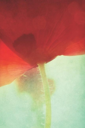 Tall Poppy: Journal, Notebook, or Diary - Blank Lined, 6 X 9 Inches, 150 Pages(Floral)