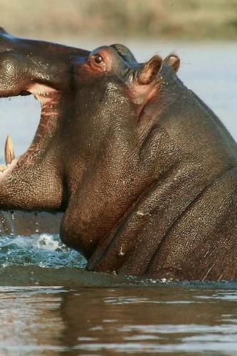 River Horse Notebook