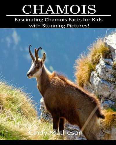 Chamois