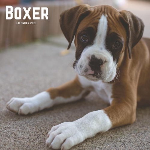 Boxer Calendar 2021: Boxer Dog Wall Calendar, Animals Dog Breed Calendar 2021