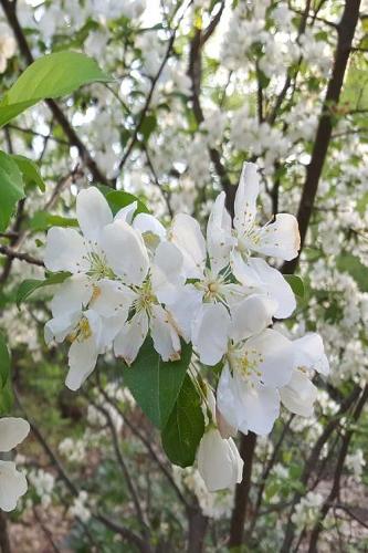 Springtime 2019 Daily Planner Natural Beauty 384 Pages