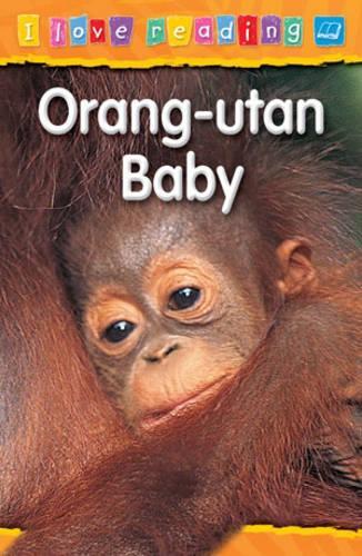 Orang-utan Baby