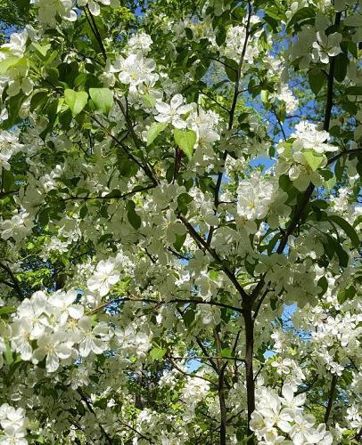 Beautiful Springtime Flowering Tree School Composition Book