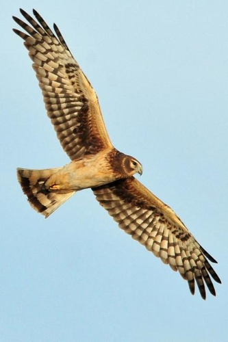 Northern Harrier (Circus Cyaneus) in Flight Journal