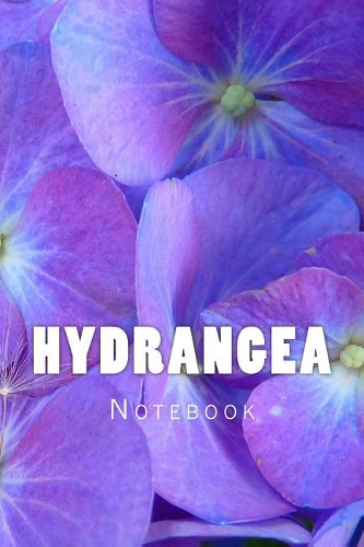 Hydrangea