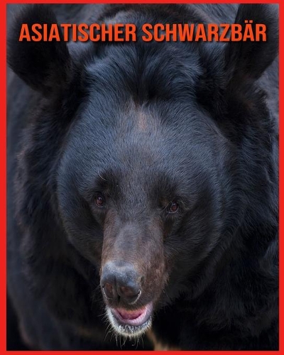 Asiatischer Schwarzbär
