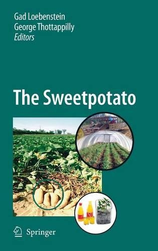 The Sweetpotato