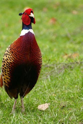 Cool Pheasant in the Grass Journal: Take Notes, Write Down Memories in this 150 Page Lined Journal