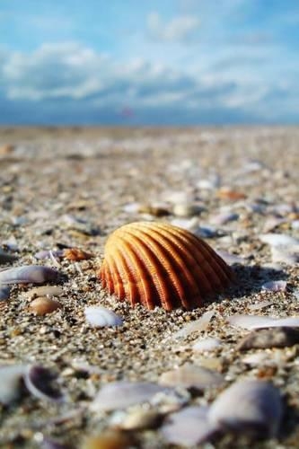 A Lovely Seashell at the Seashore Journal