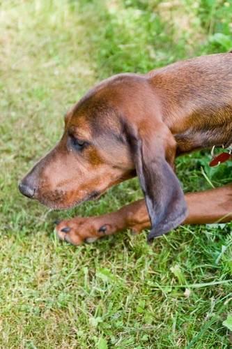 The Coonhound Dog Journal