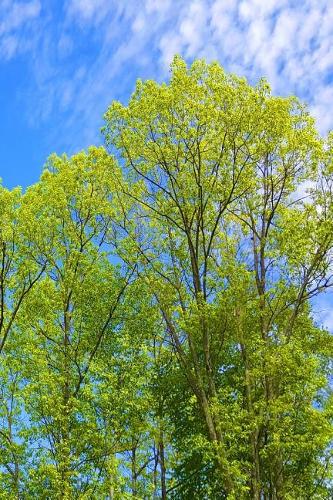 Journal Blue Sky Over Spring Trees