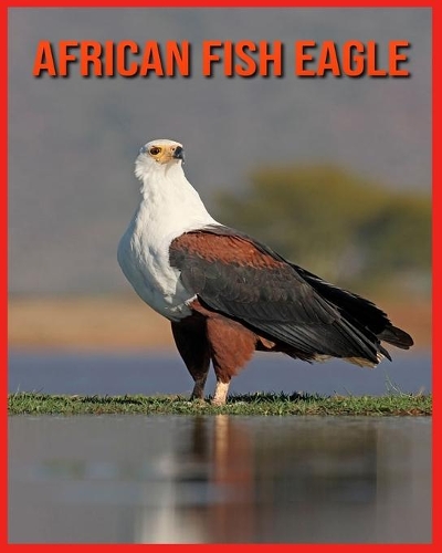African Fish Eagle: Fun Learning Facts About African Fish Eagle