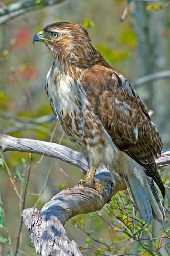 The Red-Tailed Hawk Journal