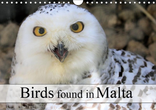 Birds found in Malta 2019: Birds to be seen in Malta(Calvendo Animals)