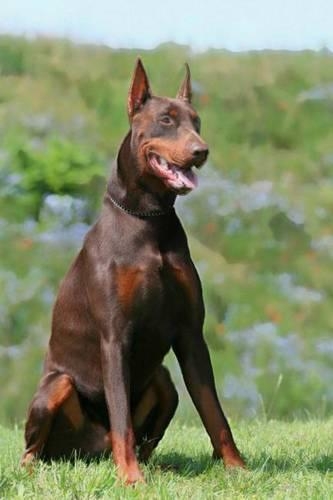 Doberman Pinscher