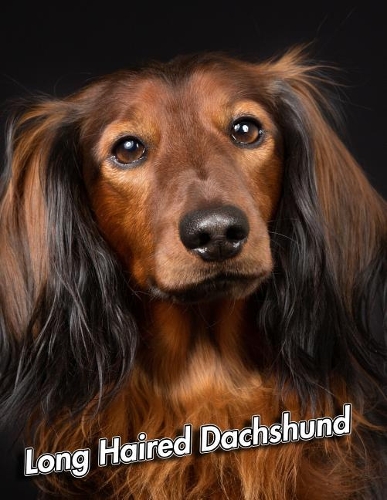 Long Haired Dachshund