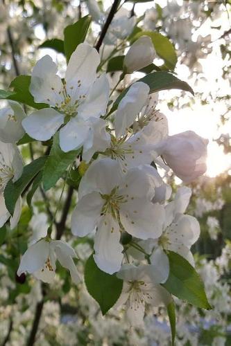 2019 Daily Planner Springtime Sunrise White Flowering Tree 384 Pages