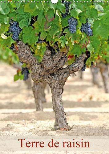 Terre De Raisin 2017