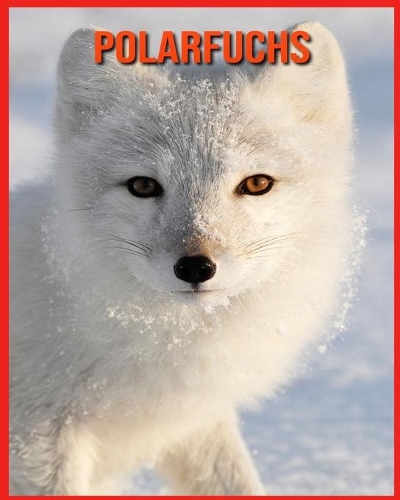 Polarfuchs
