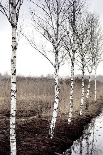Beautiful Birch Trees on a Misty Winter Morning Journal
