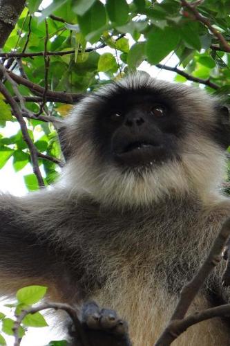 Say Hello to the Hanuman Langur Monkey Journal