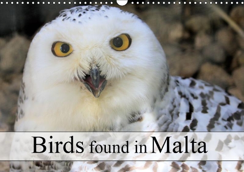 Birds found in Malta 2019: Birds to be seen in Malta(Calvendo Animals)