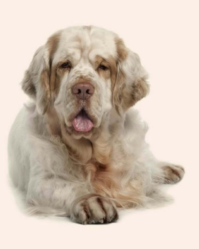 Clumber Spaniel