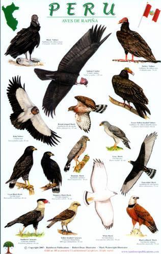 Peru Raptors Bird Guide