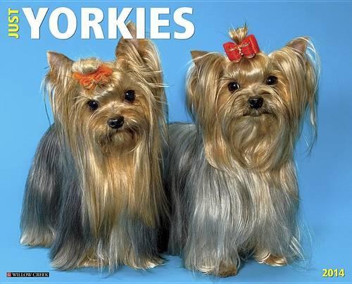 Just Yorkies