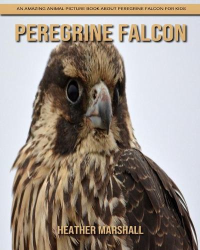 Peregrine Falcon