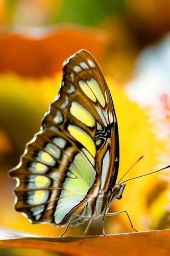 A Malachite Butterfly (Siproeta stelenes) Journal: 150 Page Lined Notebook/Diary