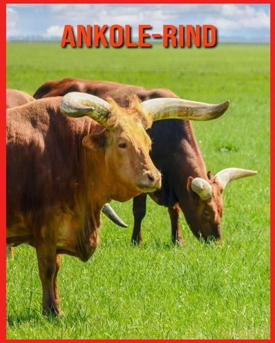 Ankole-Rind: Erfahre mehr über Ankole-Rind und freue dich an den farbenfrohen Bildern