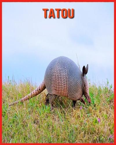 Tatou: Découvrez les Tatou et Admirez des Images Colorées