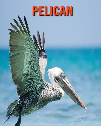 Pelican