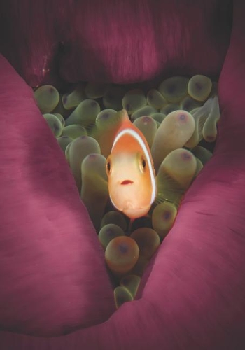 2019 Appointment Calendar: 2019 Daily Planner Goal Planner Marine Clown Fish