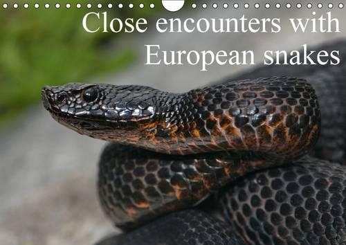 Close Encounters with European Snakes / UK-Version 2017: Portraits of European Snakes(Calvendo Animals)