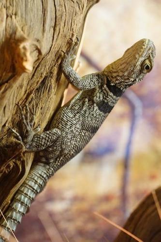 Spiny-Tailed Iguana Lizard Journal