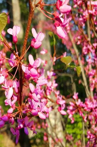 Pretty 2019 Daily Planner Springtime 384 Pages