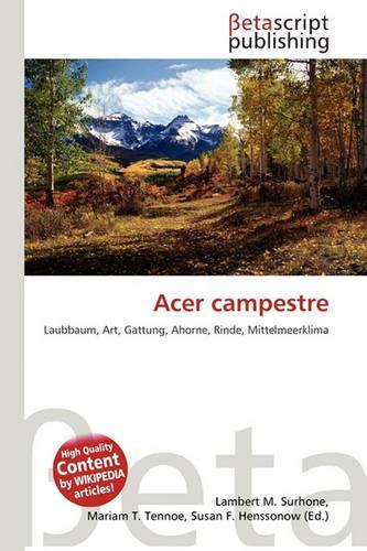 Acer Campestre