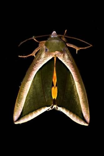 Fruit Piercer Moth Insect Journal: 150 Page Lined Notebook/Diary