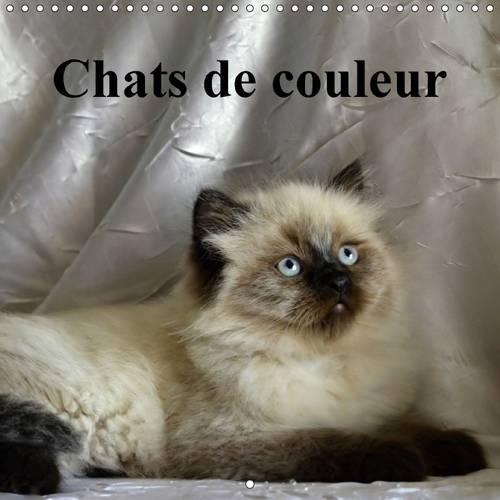 Chats de couleur 2016: Chats et chatons de coleur avec de magnifiques yeux bleus.(Calvendo Animaux)