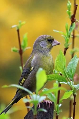 Greenfinch Perched in Branches