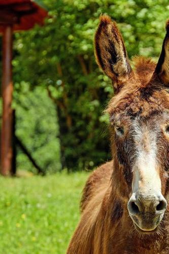 Donkey Stare Down Journal